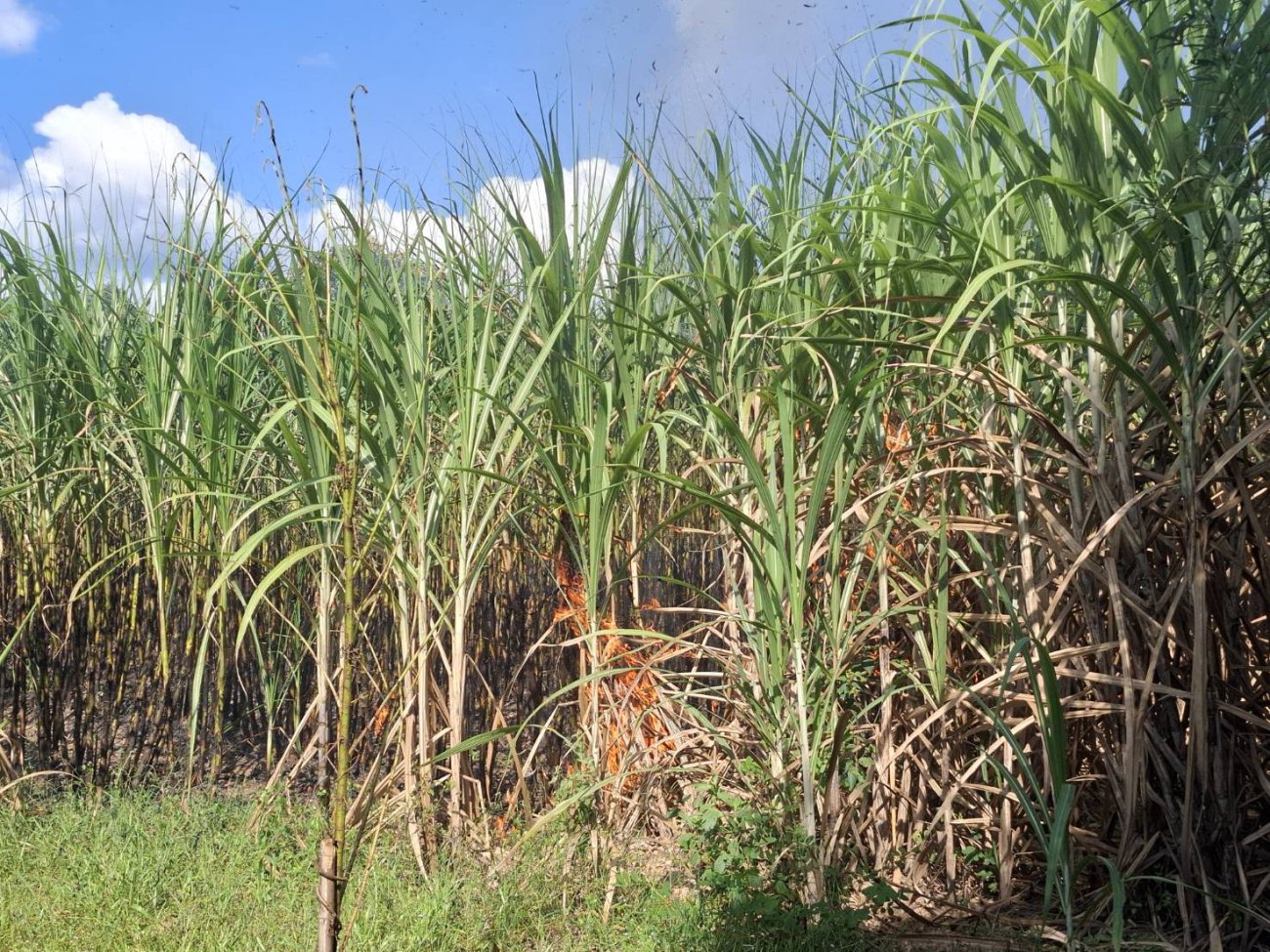 จ้าหน้าที่–สมาชิกสภาเทศบาล–ประชาชน ร่วมระงับเหตุไฟไหม้ไร่อ้อยใกล้วัดป่ามุจลินทน์